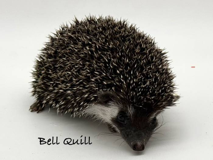 photo of hedgehog for sale