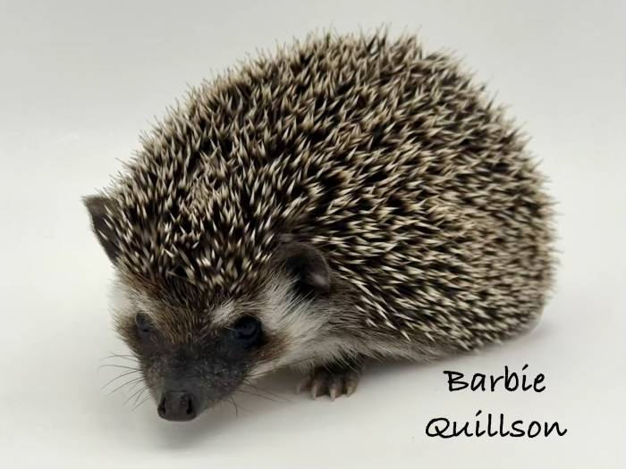 photo of hedgehog for sale