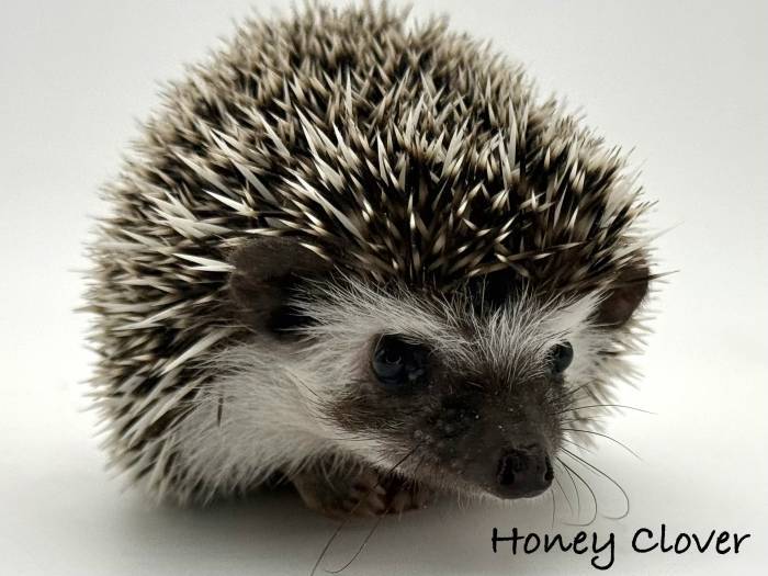 photo of hedgehog for sale