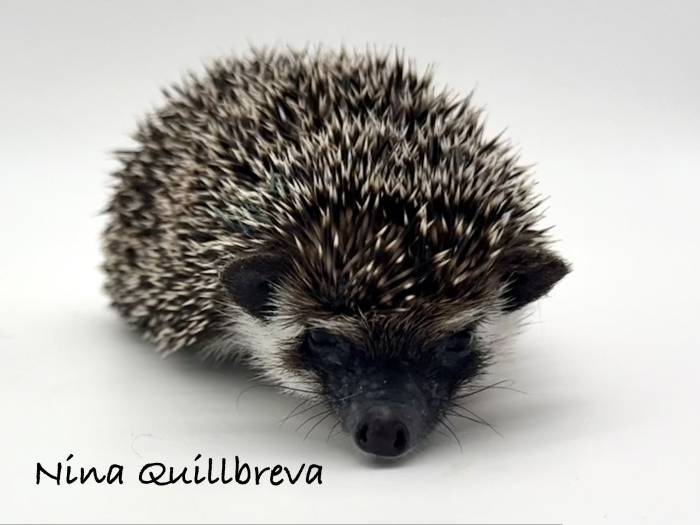 photo of hedgehog for sale