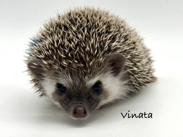 photo of hedgehog for sale