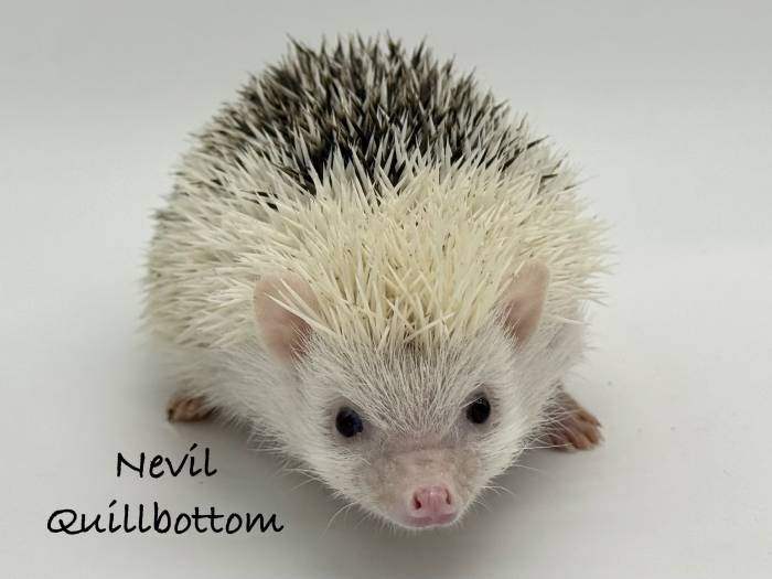 photo of hedgehog for sale