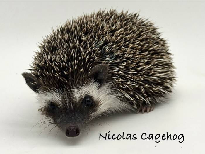 photo of hedgehog for sale