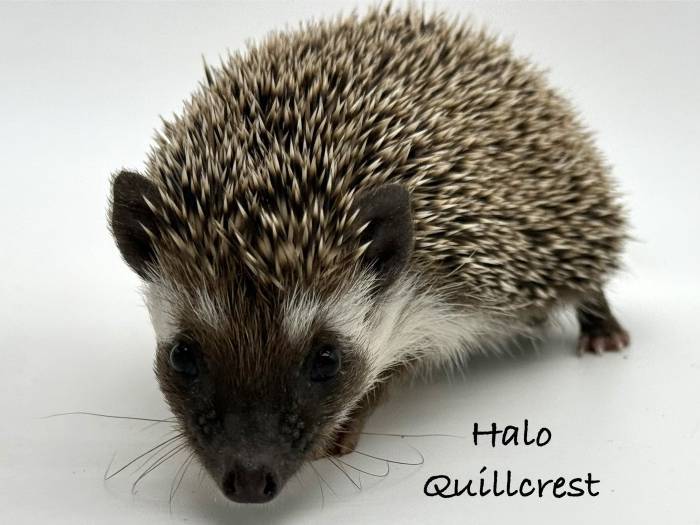 photo of hedgehog for sale