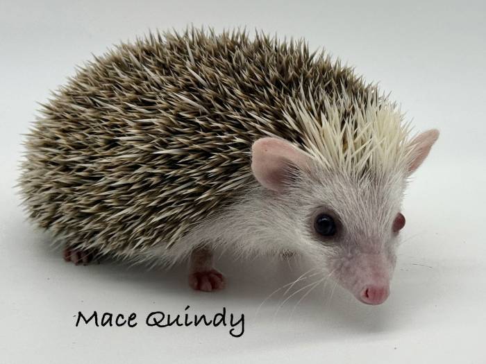 photo of hedgehog for sale