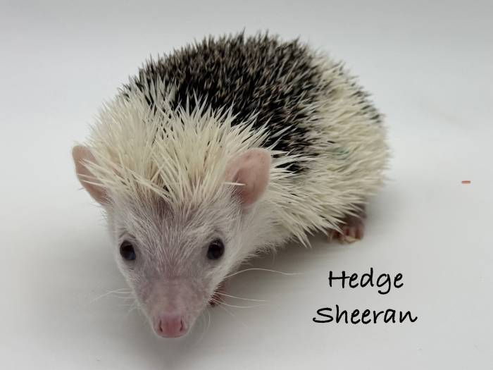 photo of hedgehog for sale