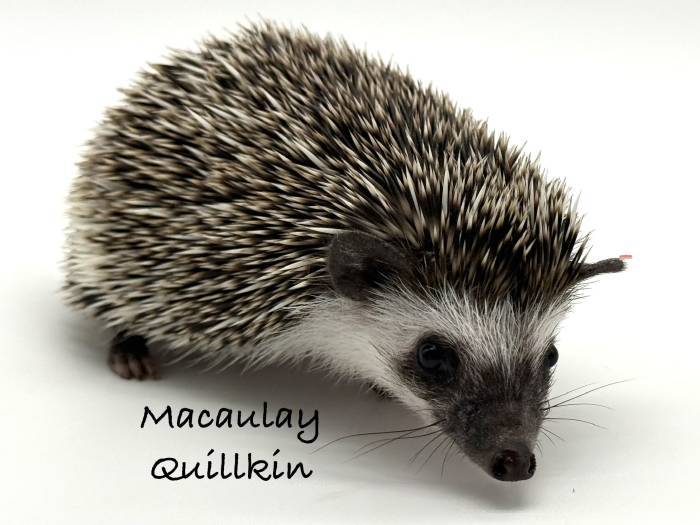 photo of hedgehog for sale