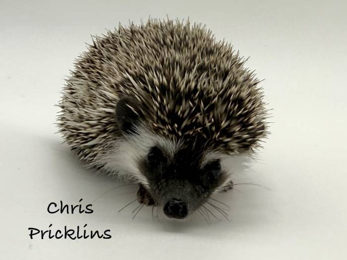 photo of hedgehog for sale
