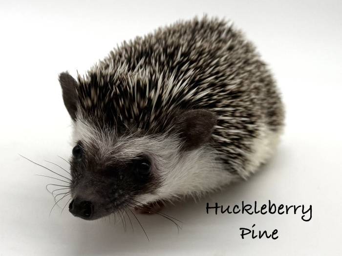 photo of hedgehog for sale
