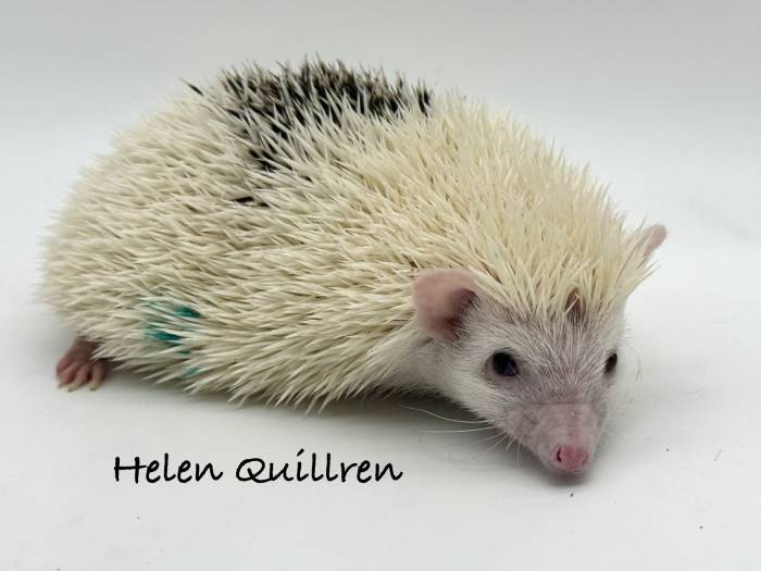 photo of hedgehog for sale
