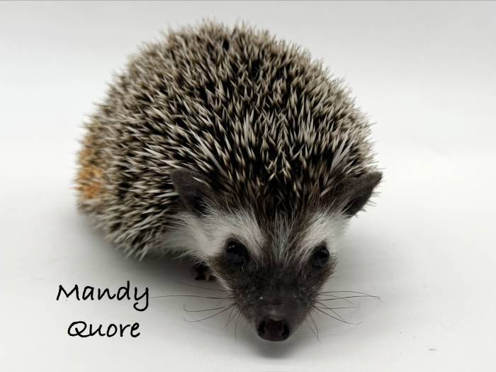 photo of hedgehog for sale