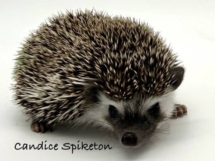 photo of hedgehog for sale