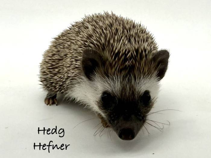 photo of hedgehog for sale