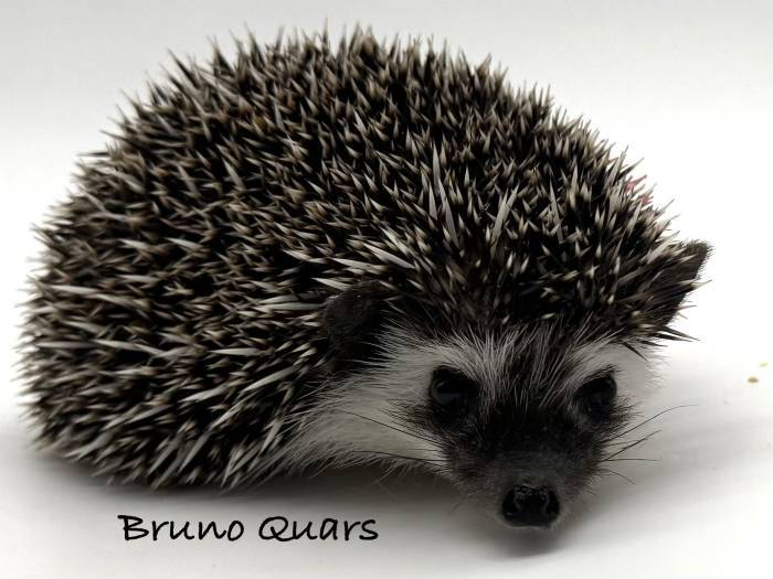 photo of hedgehog for sale