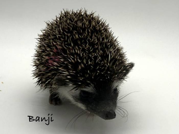 photo of hedgehog for sale