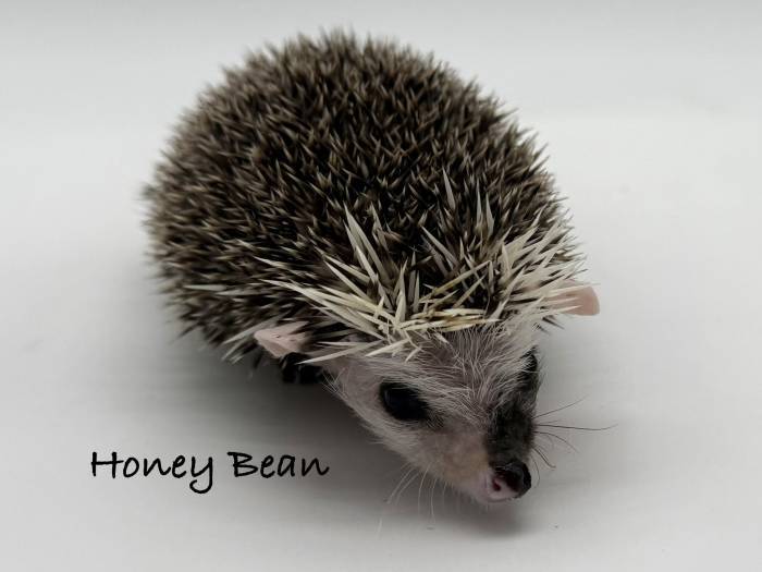 photo of hedgehog for sale