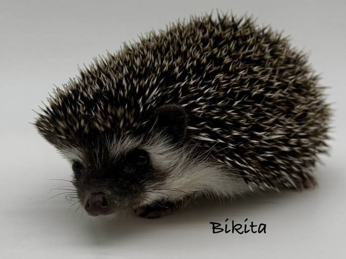 photo of hedgehog for sale