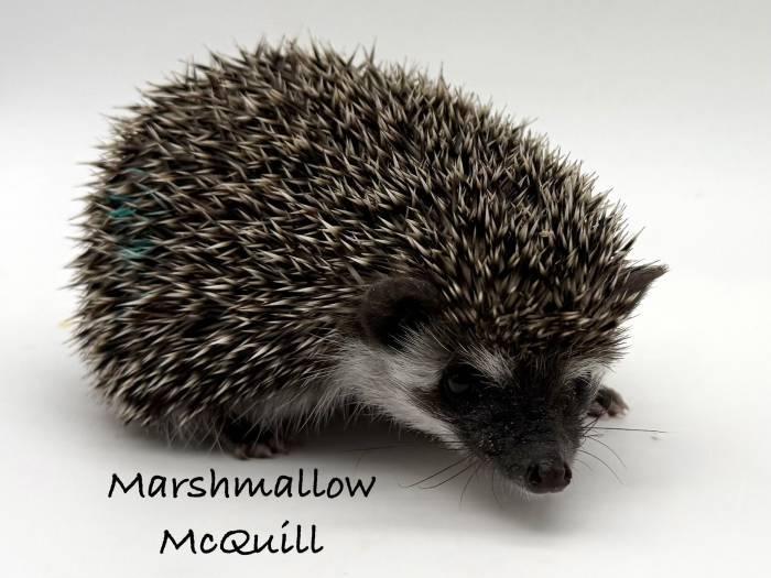 photo of hedgehog for sale