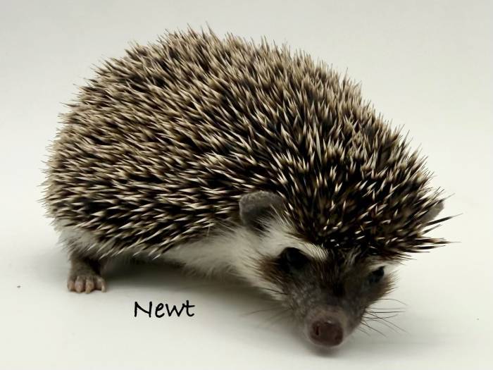 photo of hedgehog for sale