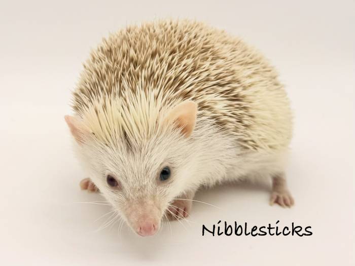 photo of hedgehog for sale
