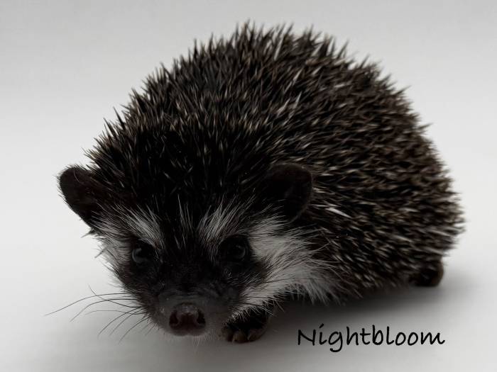 photo of hedgehog for sale