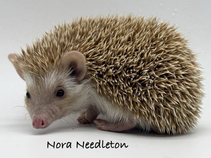 photo of hedgehog for sale