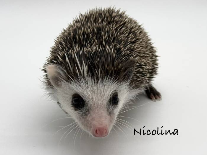 photo of hedgehog for sale