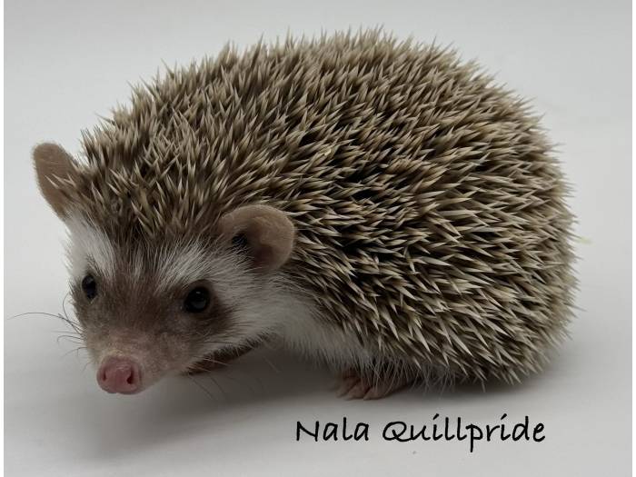 photo of hedgehog for sale