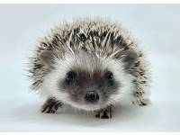 hedgehog photo