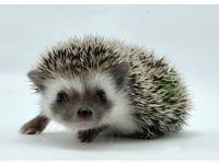 hedgehog photo