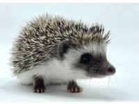 hedgehog photo