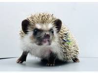 hedgehog photo