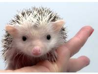 hedgehog photo