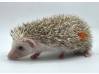 photo of hedgehog for sale