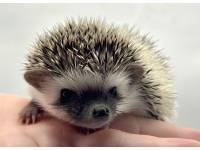 hedgehog photo