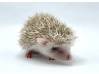 photo of hedgehog for sale