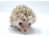 hedgehog photo