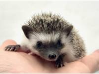 hedgehog photo