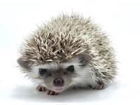 hedgehog photo