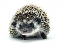 hedgehog photo