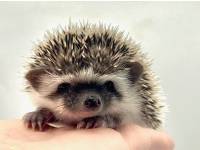 hedgehog photo