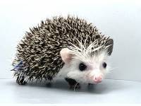 hedgehog photo