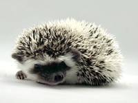 hedgehog photo