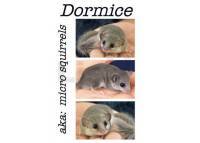 photo of hedgehog for sale