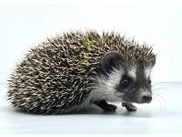 hedgehog photo