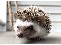 hedgehog photo