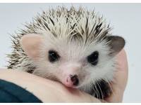 hedgehog photo