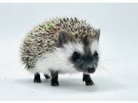 hedgehog photo