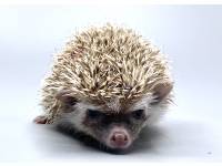 hedgehog photo
