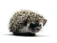 hedgehog photo